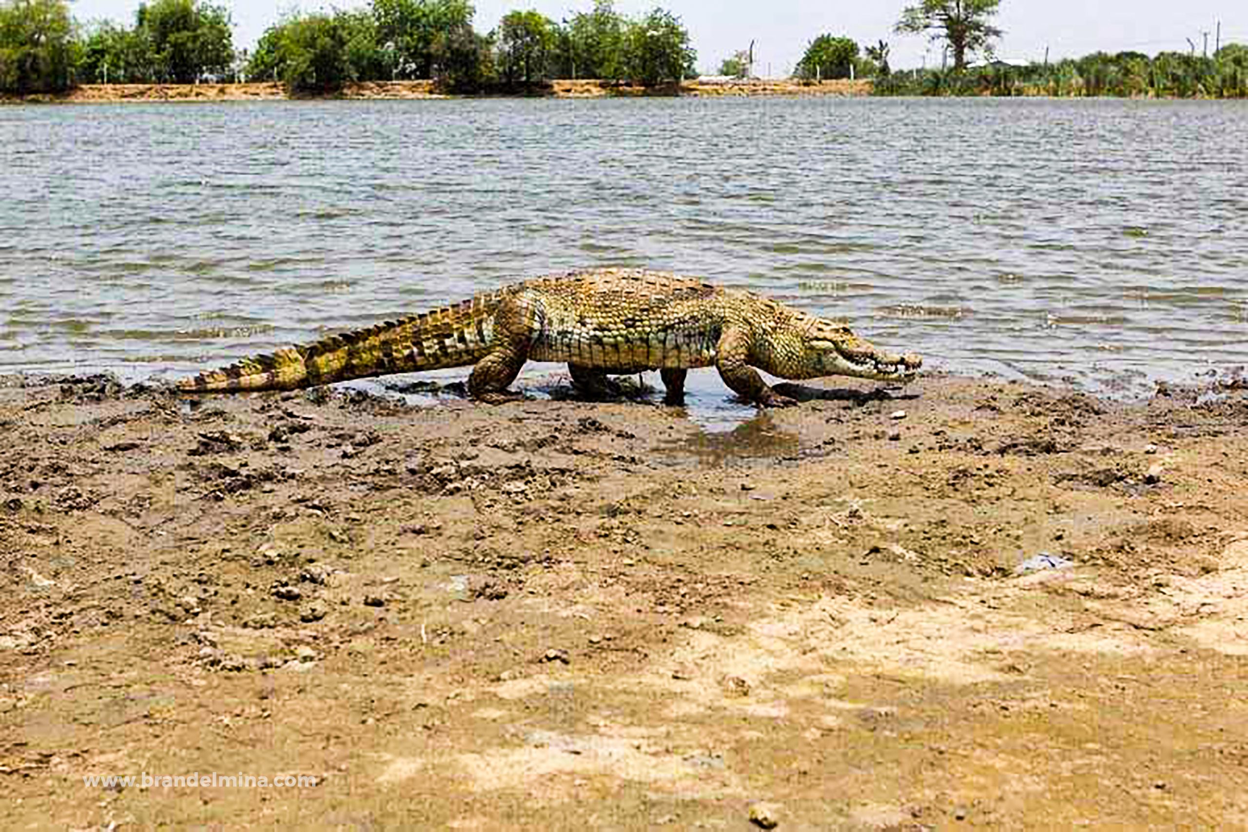 Paga Crocodile Pond